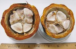   Fruit:   Theobroma cacao ; Photo by N. Diaz, USDA APHIS PPQ, imageID.idtools.org
